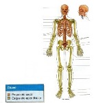 uploaded image