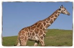 uploaded image