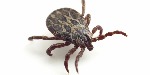 uploaded image