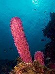 uploaded image