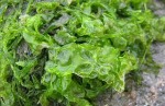 uploaded image