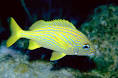 uploaded image