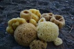 uploaded image