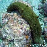 uploaded image