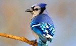 uploaded image