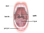 uploaded image