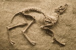 uploaded image