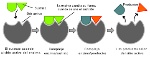 uploaded image