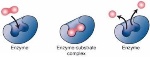 uploaded image