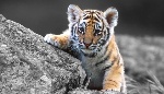 uploaded image