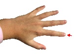 1200px-Hand_-_Index_finger