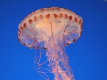 uploaded image