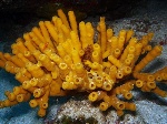 uploaded image