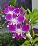 uploaded image