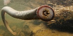 uploaded image