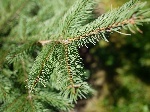 uploaded image