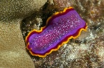 uploaded image