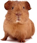 uploaded image