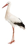 uploaded image
