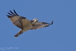 falco_pescatore_pandion_haliaetus_osprey_fishadler_aguila_pescadora_balbuzard_pecheur-2c