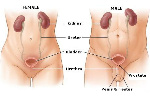 urologi