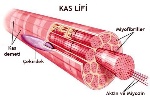 KAS DOKU
