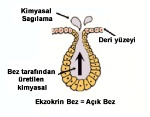 ekzokrin bez