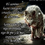 a23c05add3741a896d243f5bf6bbce53--dark-images-wolves