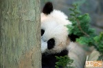Panda se escondendo