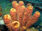 porifer
