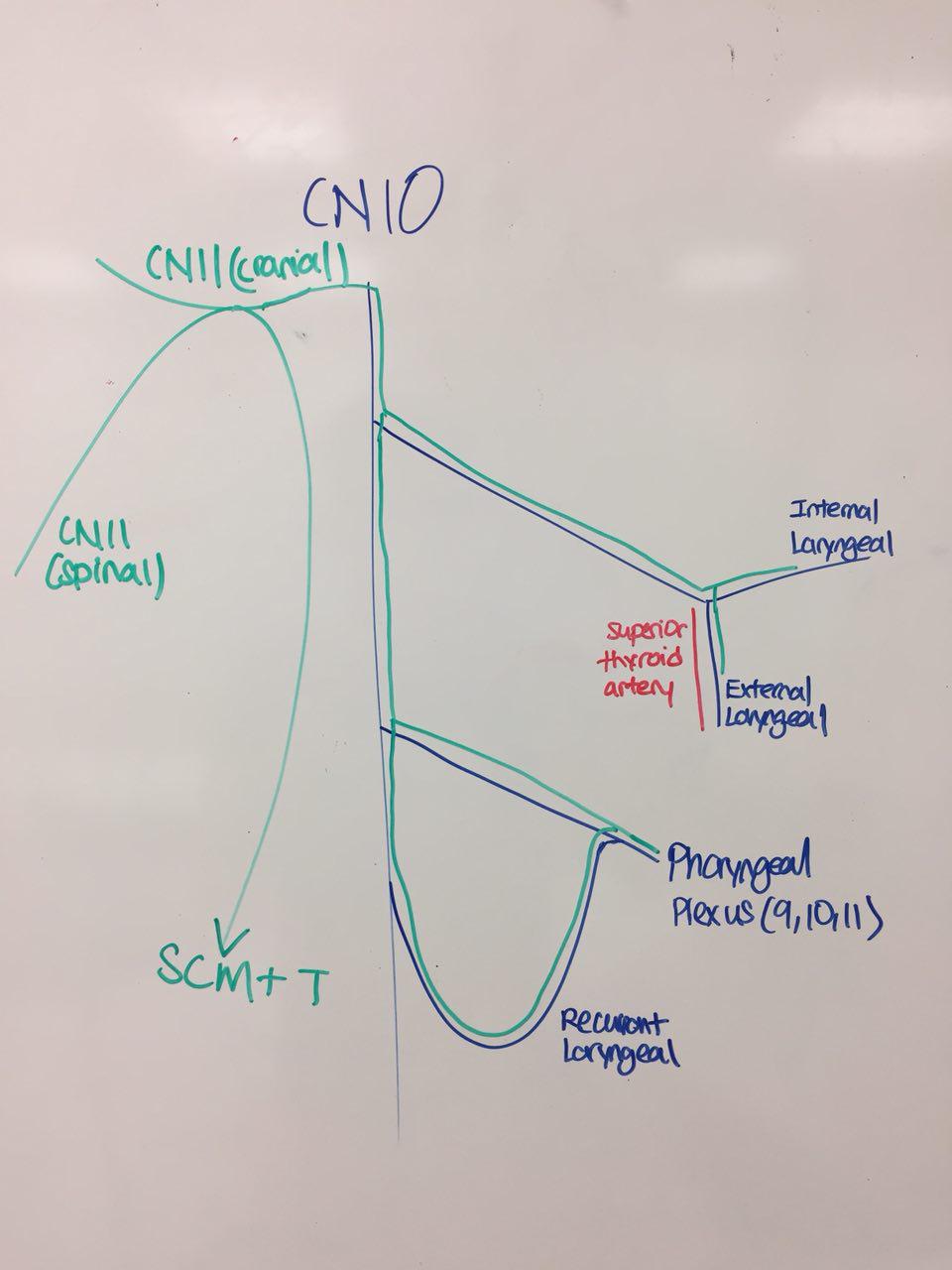 Cranial Nerves 5 7