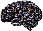 brain-744180_1280