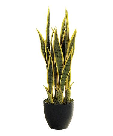 6ee15b6a37b38b00cad6f0f366a66285--mother-in-law-tongue-bathroom-plants