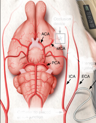 Mouse 3D vasculature (common carotid (IC (minor (posterior amygdaloid