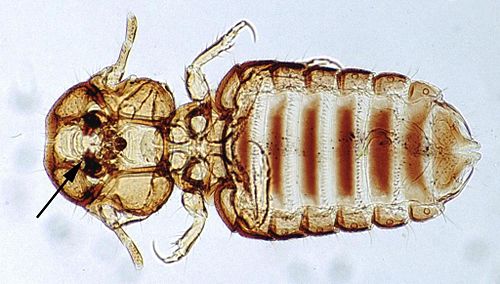 mallophaga louse
