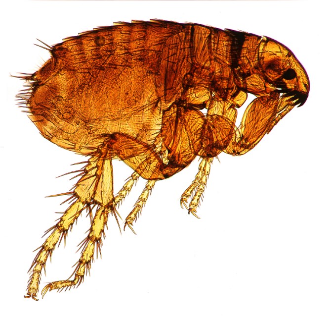 flea