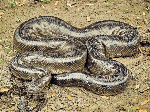 Bolivian-Anaconda-Images