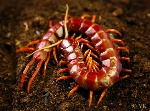 Scolopendra_sp_Hispaniola