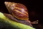 Achatina fulica 001 YapenIs-Papua-L