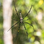 1200px-Nephila_pilipes,_Bangunjiwo,_Bantul_2015-09-19_04