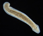 Dugesia_subtentaculata_1