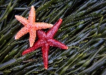 starfish