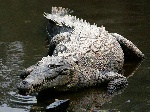 1200px-Crocodylus_acutus_mexico_02-edit1