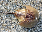 horseshoecrab1