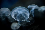 aurelia-aurita