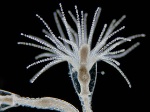 Obelia_geniculata,I_MWS95399