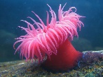 1200px-Actinia_equina2