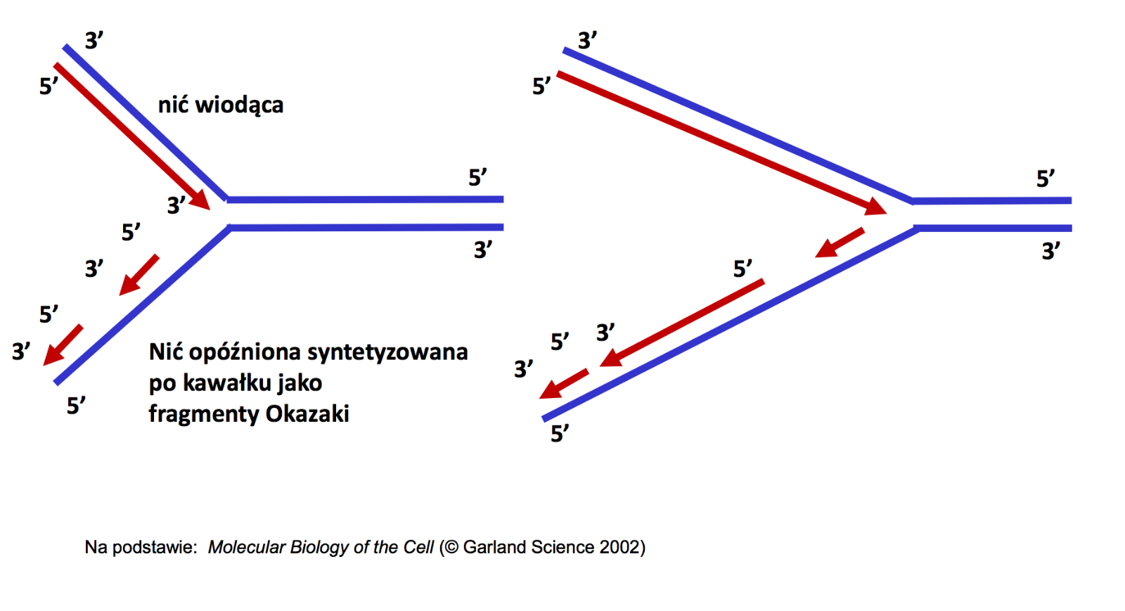 Nukleotydy W Pojedynczej Nici Dna Są Ułożone W Przypadkowej Kolejności Replikacja DNA, zebrał: dr inż. Adam Kuzdraliński (Cechy replikacji…