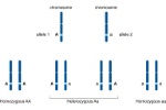 Alleles