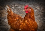 chicken-3727097_960_720